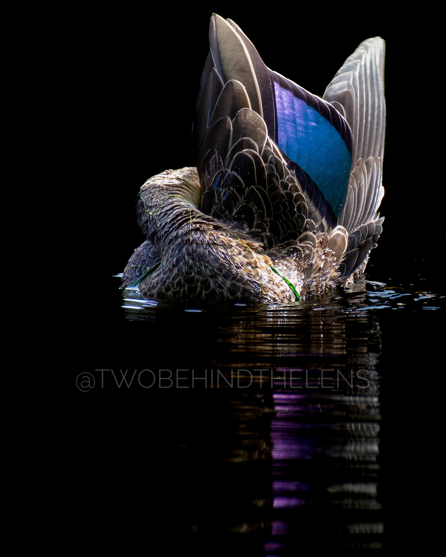 Wildlife Print 19